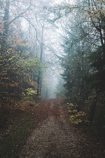 Nature, Forest, Fog, Path, Hill HD phone wallpaper