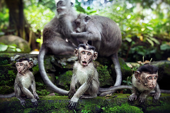 Animals, Stones, Monkeys, Family, Moss HD wallpaper