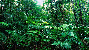 Ferns, Jungles HD wallpaper