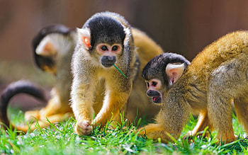 Animals, Grass, Monkeys, Family, Saimiri HD wallpaper