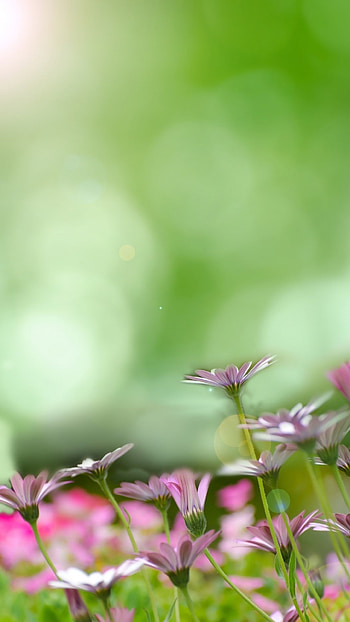 Spring Background, Flower HD phone wallpaper