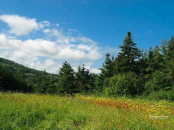 Meadow, field, landscape, canada, forest, tree HD wallpaper