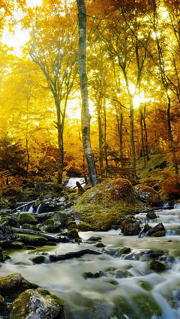 fall, stone, sunshine, forest, nature HD phone wallpaper