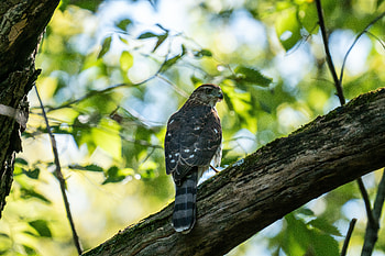 Animals, Bird, Wood, Tree, Branches, Predator, Kite HD wallpaper