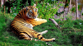 Animals, Grass, Forest, Lie, To Lie Down, Big Cat, Tiger HD wallpaper