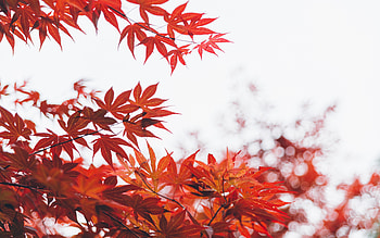 Orange Leaf Tree , leaf, trees HD wallpaper