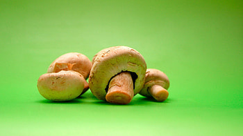 mushroom , now, High-definition , Perfect background HD wallpaper