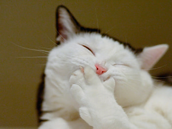 Animals, Cats HD wallpaper