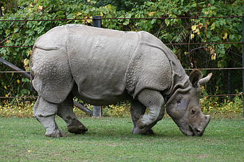 Animals, Food, Grass, Rhinoceros, Reserve HD wallpaper