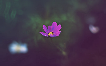 Grass, Flower, Macro, Glare, Petals, Field HD wallpaper