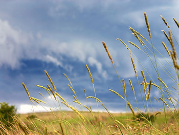 Plants, Background, Sky HD wallpaper