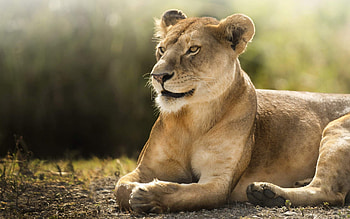 African Lion , lion, animals HD wallpaper