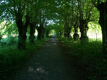 A magic road, forests, roads HD wallpaper