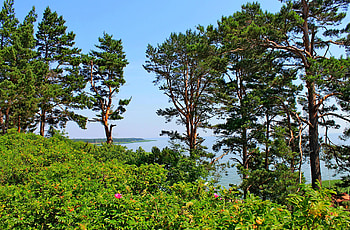 Nature, Trees, Sea, Pine, Lithuania, Elevation HD wallpaper