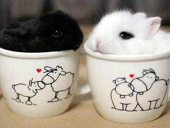 LITTLE BUNNIES, LITTLE, CUTE, BUNNIES HD wallpaper