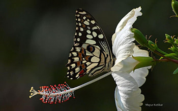 Butterfly, graphy, , insects, spring, abstract, animals, petals, flowers, , macro HD wallpaper