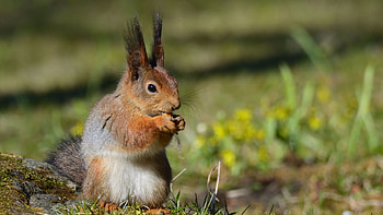 Brown, White, Fur, Squirrel, Wildlife, Animal, Blur, Bokeh, Yellow, Flowers, Background Squirrel HD wallpaper