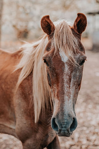 Captivating close-up portrait of a brown horse in a natural setting, showcasing its strength and beauty. HD phone wallpaper