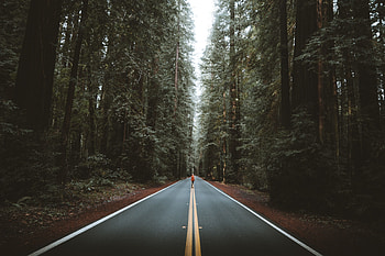 Trees, Silhouette, Miscellanea, Miscellaneous, Road, Forest, Human, Person HD wallpaper