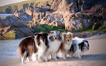 Dogs, animal, puppy, 4 HD wallpaper
