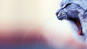 Miow, pisica, blue, animal, pink, cat HD wallpaper