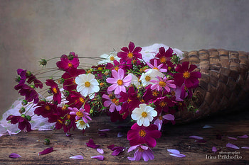 Bouquet of cosmos, Falling, Flowers, Plants, Bouquet HD wallpaper
