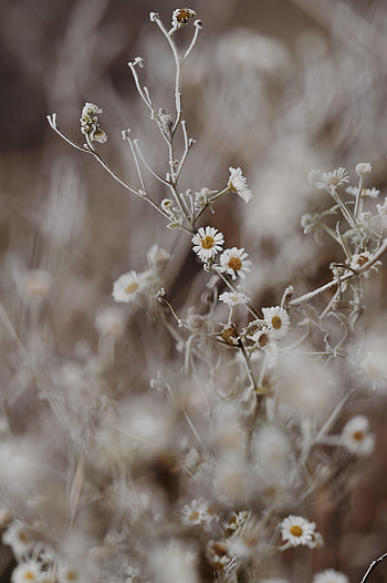 Flowers, Camomile, Plant, Macro, Frost, Hoarfrost HD phone wallpaper