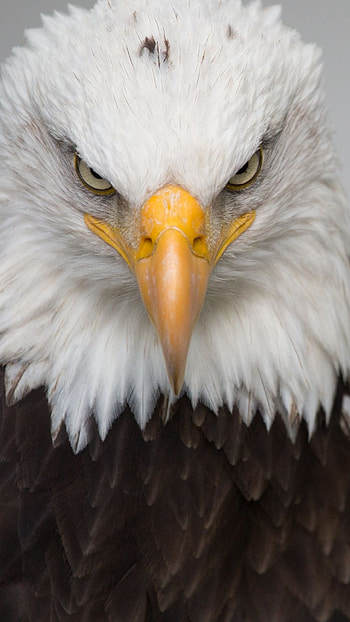 Bald Eagle, Mobile , Weikopfadler art, Majestic bird HD phone wallpaper