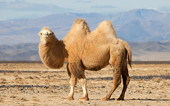 Bactrian, Camels HD wallpaper