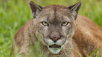 Exquisite puma, Graceful movements, Enigmatic beauty, Striking presence HD wallpaper