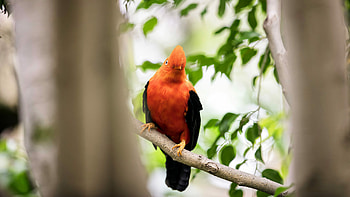 Red bird, Beautiful landscape, Ultra , Nature's wonders HD wallpaper