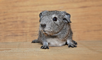 Animals, Beautiful, Guinea Pig, Rodent HD wallpaper