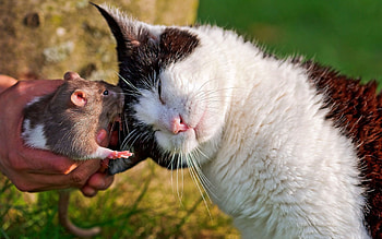 Animals, Cat, Spotted, Spotty, Tenderness, Rat HD wallpaper