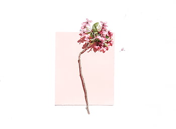 A minimalist of a cherry blossom branch set against a pale background, showcasing delicate pink flowers. HD wallpaper