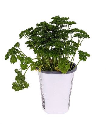 Parsley herb, Curly leaf variety, Fresh and vibrant, Fragrant aroma HD phone wallpaper