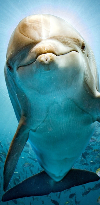 for Samsung Galaxy, Stunning dolphin ry, Q resolution, Crystal-clear HD phone wallpaper
