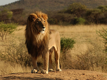 Lion, animal, wildlife, zoo HD wallpaper