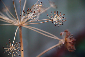 Plant, Macro, Branches, Dry HD wallpaper