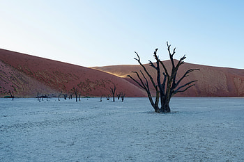 A Dead Tree In The Middle Of A Desert, tree, desert, nature HD wallpaper