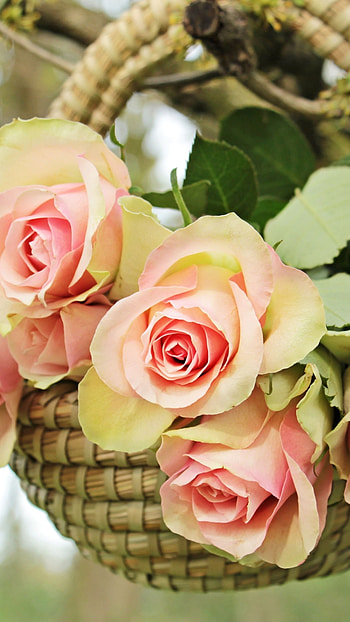 Beautiful Flowers Roses, Romantic, Beautiful Roses HD phone wallpaper