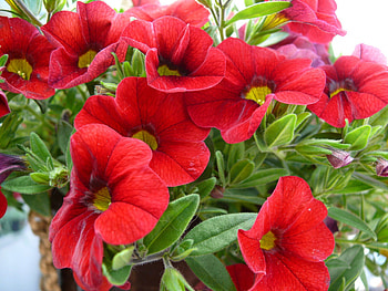 Gartenblume, Bluete, Flowers, Nature, Earth HD wallpaper
