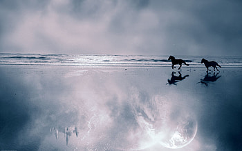 Horses, Animals, Sea, Shore, Bank, Couple, Pair, Evening, Run Away, Run HD wallpaper