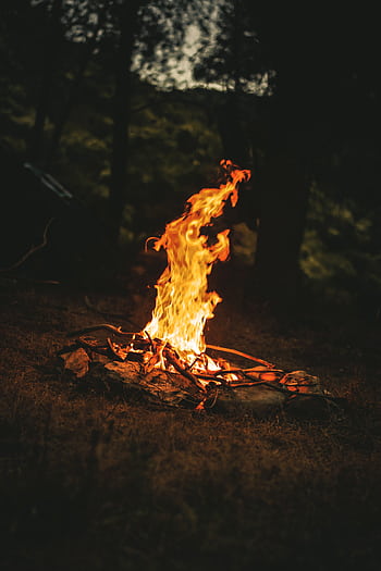 A warm campfire illuminating the night forest, perfect for camping adventures. HD phone wallpaper