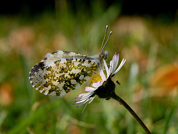 Butterfly, flowers HD wallpaper