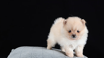 Spitz Dog Puppy Is Standing On Grey Cushion In Black Background Dog HD wallpaper