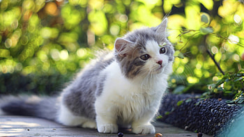 Cute animal , Adorable creatures, resolution, Animal love HD wallpaper