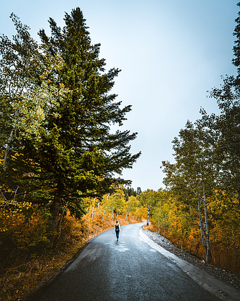 Autumn, Privacy, Seclusion, Miscellanea, Miscellaneous, Road, Forest, Stroll, Loneliness HD phone wallpaper