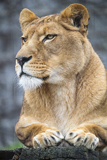 Animals, Predator, Big Cat, Sight, Opinion, Lioness, Paws HD phone wallpaper