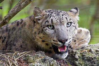 Animals, Cheetah, Grin, Muzzle, Predator, To Yawn, Yawn HD wallpaper