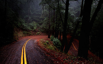 Nature, Road, Turn, Markup, Forest, Asphalt, Descent, Serpentine, Secret, Mystery HD wallpaper